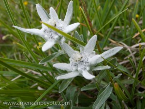 Edelweiss in Braunwald Ricoh GRD